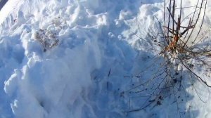 Вредители уничтожили яблони.mp4