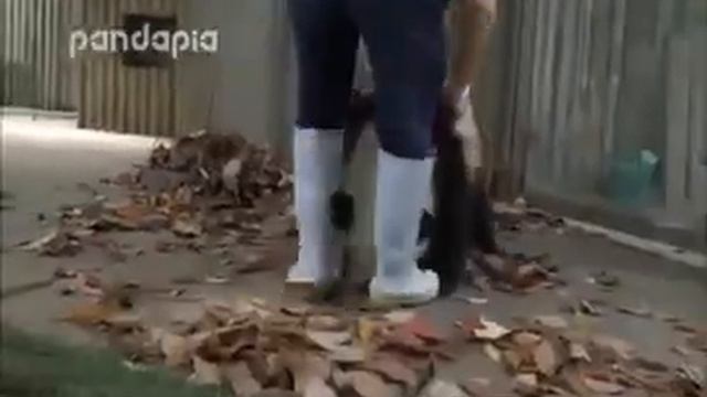 Тяжелая жизнь панд и зверолова :D смотреть онлайн