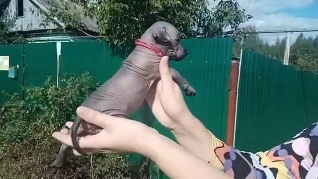 Ксолоитцкуинтли щенки.