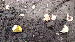 Тестировал катушку «снайперку», а нашел 2 царские монеты