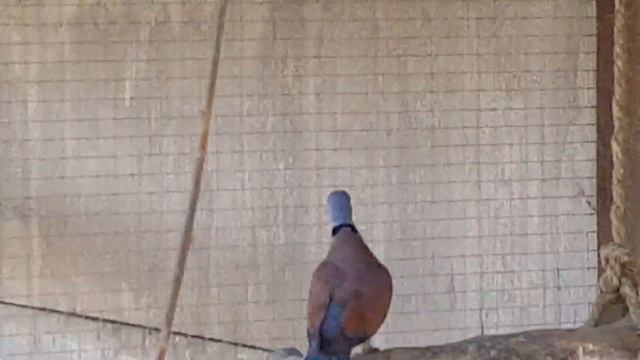 Короткохвостая горлица (Streptopelia tranquebarica humilis) смотреть онлайн