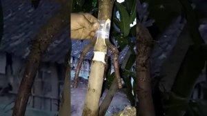 11 - CARA BARU CANGKOK MANGGA @bermainslem