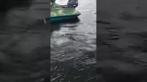 Когда щука Жереха опередила!!! Ловля щуки на кастмастер!!!