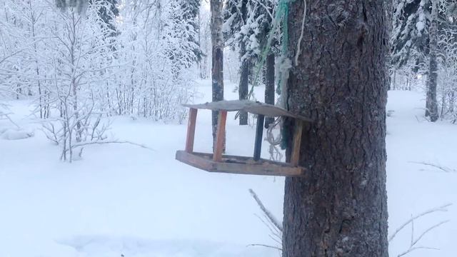 Белочка в лесу на "Тропе здоровья"