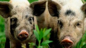 Разведение свиней породы Пьетрен как бизнес идея | Свиньи Пьетрен