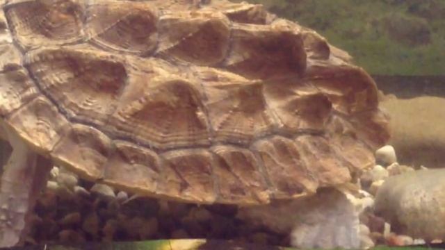 Черепаха Мата-Мата, Бахромчатая черепаха смотреть онлайн