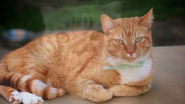 CAT MEOWING SOUNDS | Realistic Cat Sounds and Noises with Videos смотреть онлайн