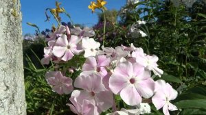 Флокс метельчатый Румянец Девушки (Phlox paniculata Rumyanets Devushki) Шаронова М.Ф., 1964.
