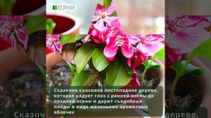 Яблоня Райская Аляска, Семена