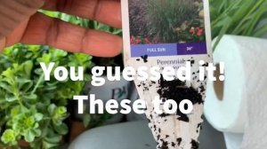 How to with Supertunia Vista Bubblegum Petunias