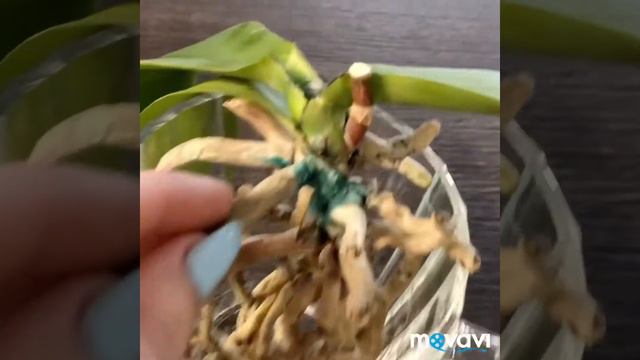 Сгнившая шейка Орхидеи или фузариоз