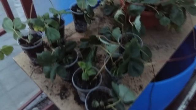 Ампельная клубника смотреть онлайн