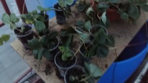 Ампельная клубника