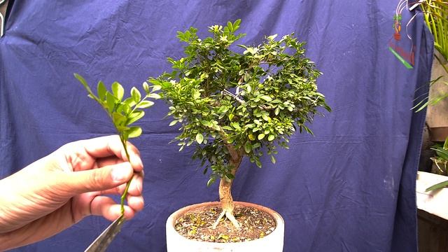 Marwa Murraya Plant Bonsai Care, Seedling, flowering смотреть онлайн