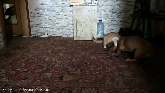 КОТ VS СОБАКА | МУЖ С ЖЕНОЙ ОСТАЛИСЬ ОДНИ ДОМА | ПРИКОЛ С КОТОМ И СОБАКОЙ | #кот #собака | ДО СЛЕЗ смотреть онлайн