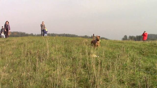 Ирландские терьеры : Беговой октябрь 2018" в оранжевом настроении" смотреть онлайн