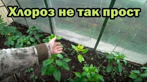 Пожелтели листья на растениях. Что делать?
