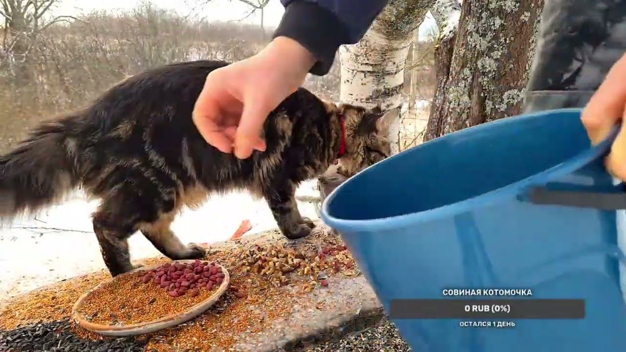 Yoll's добрый Stream из Совиного дола. Кормим птиченек, варим тыквовый сок