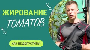 Если сделать так ваши томаты 🍅 никогда не зажируют