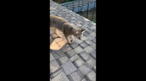 Симба на крыше. Чаузи Ф1 гуляет по крыше