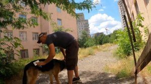 Уход за шерстью Немецкой овчарки - Приключения Арчи