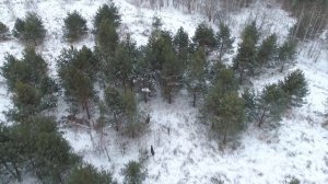 Съёмка лосей с квадрокоптера