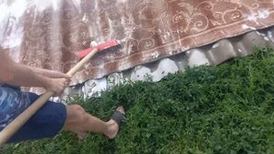 Помыть палас за пять минут !