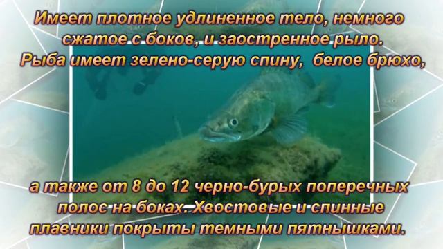 Судак(лат. Sander)– хищная рыба. Описание, ловля. смотреть онлайн