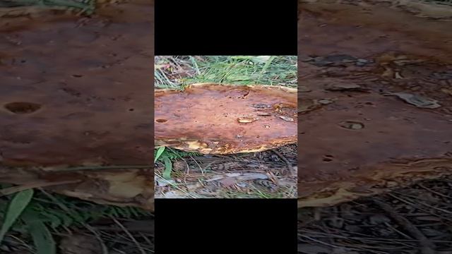 Дубово-душично грибная радость ощущения бытия02.08.2024 #докторндн #пасхальвиварий #челябинск #грибы