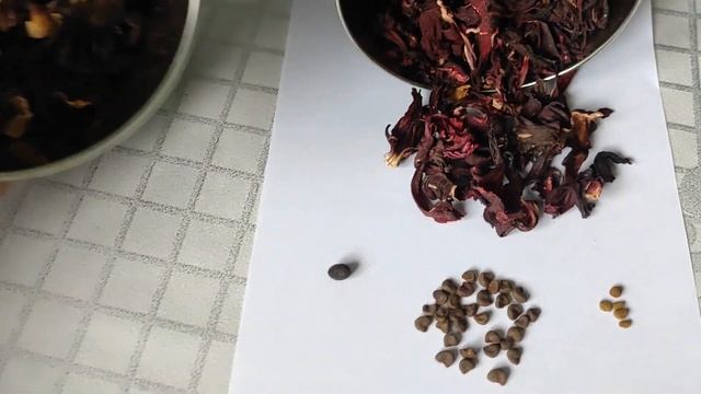 Каркаде или Суданская роза из семян ПОЧТИ бесплатно ч 1 смотреть онлайн