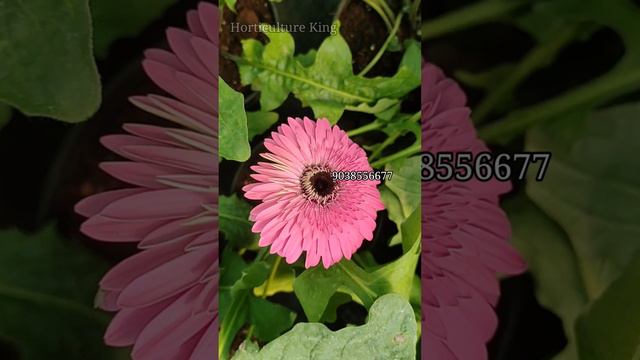 Wholesale and Retail Gerbera Plant All India Delivary Available || Gerbera Flower || Gerbera Plant смотреть онлайн