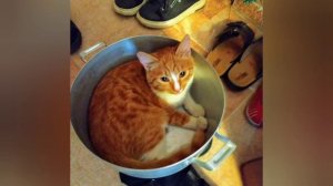 Наверно,в следующей жизни, когда я стану кошкой...