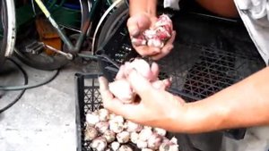 Озимый Чеснок из семян 2й год. Что выросло из однозубок чеснока