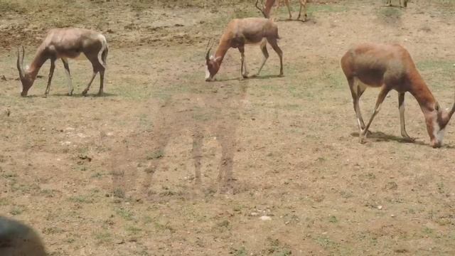 A HUGE ZOO IN CEBU.PHILIPPINES! Cebu Safari And Adventure Park, Carmen Cebu Philippines