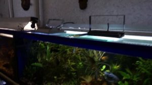 Аква влог.  Новости клуба Арована.  Перестановки и новые аквариумы.