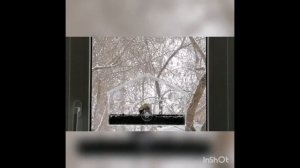 Кормушка на присосках