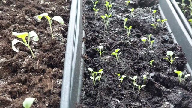 Что с рассадой?#необычныйполив#рассадаперцев# смотреть онлайн