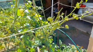 Мой урожай томатов