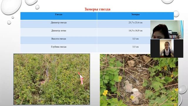 Валерия Винокурова - 7.2 Зоологические науки и общая биология / #72ШВБ2022