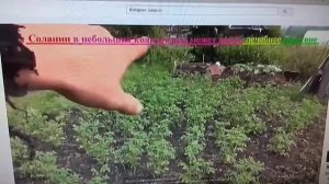 Вред картофеля яд Салонин образуется когда картошка на свету позеленела
