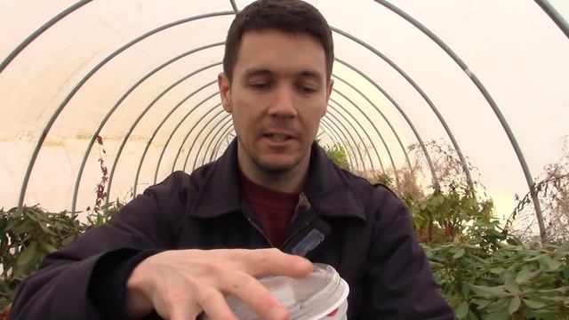 How to Grow PETUNIAS from SEEDS (Part 1) Collecting and Germinating Petunia Seeds смотреть онлайн