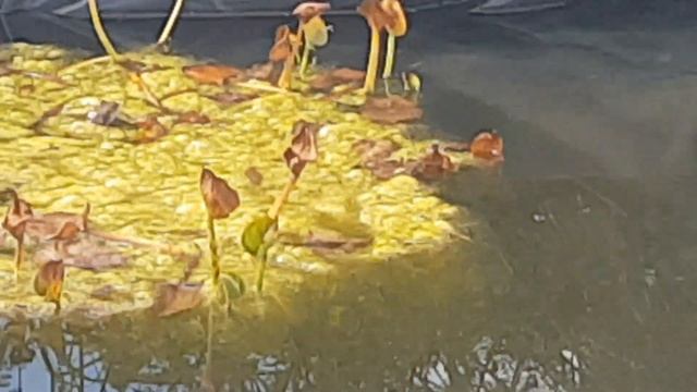 Пруд на дачном участке, появился новый житель! смотреть онлайн