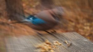 11 декабря  #Сойкин ДЕНЬ