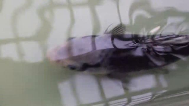 Мацукавабаке годовичок - 18 см смотреть онлайн