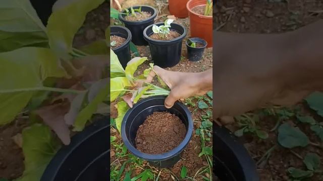 May 26, 2023 Easy propagation pink syngonium Short video 281 #shortsvideo #syngonium #plants#green