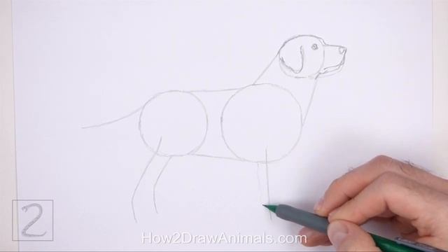 How to Draw a Dog (Labrador Retriever)