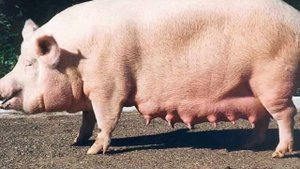 домашние животные