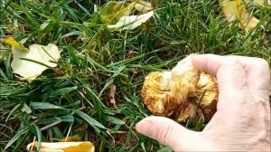 Маклюра плод адамова дерева