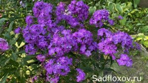 Синий флокс Птица Сирин, селекции О. Кудрявцевой