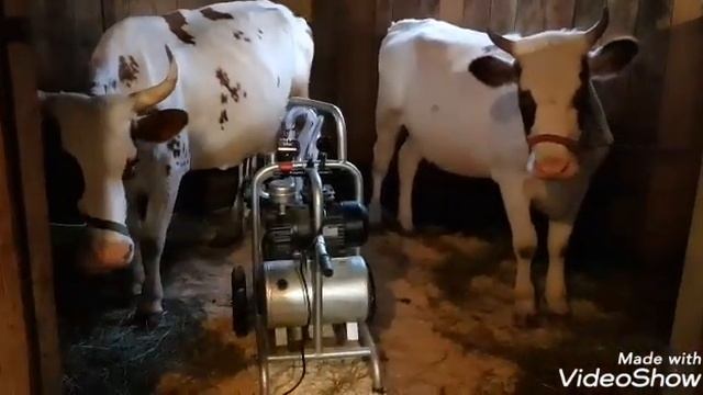 Вечерняя дойка в нашем хозяйстве. Доильный аппарат Umey произв.Турция #дойкакоровы #umey #ферма